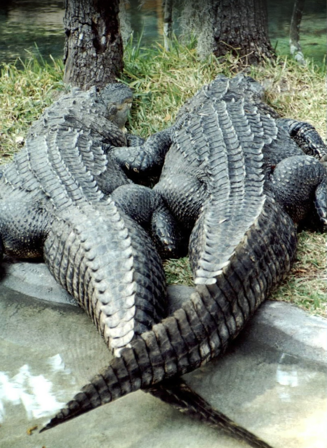 Edisto Island Serpentarium Edisto Island